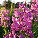 Urotonal Produktinformation